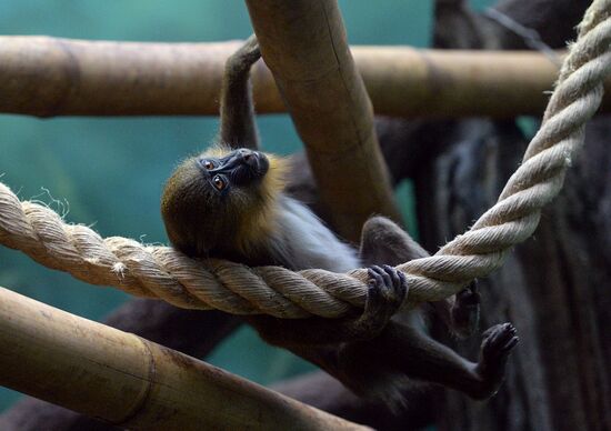Primates in Moscow Zoo