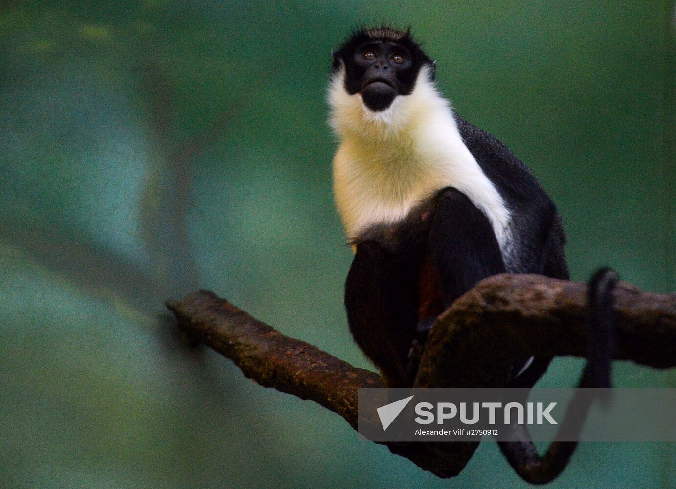 Monkeys in Moscow Zoo