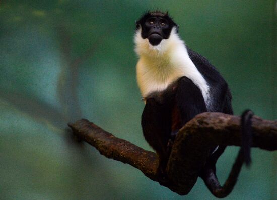 Monkeys in Moscow Zoo