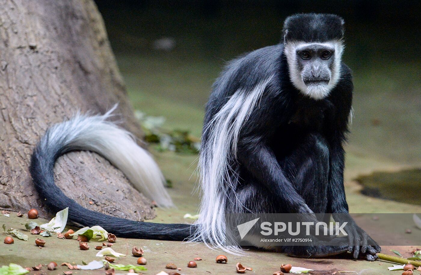 Monkeys in Moscow Zoo