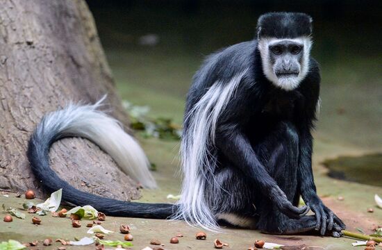Monkeys in Moscow Zoo
