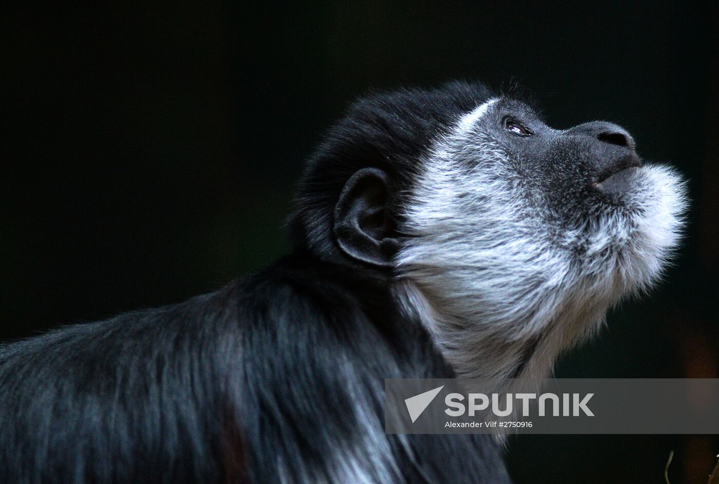 Monkeys in Moscow Zoo