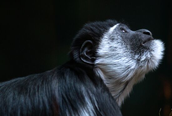 Monkeys in Moscow Zoo