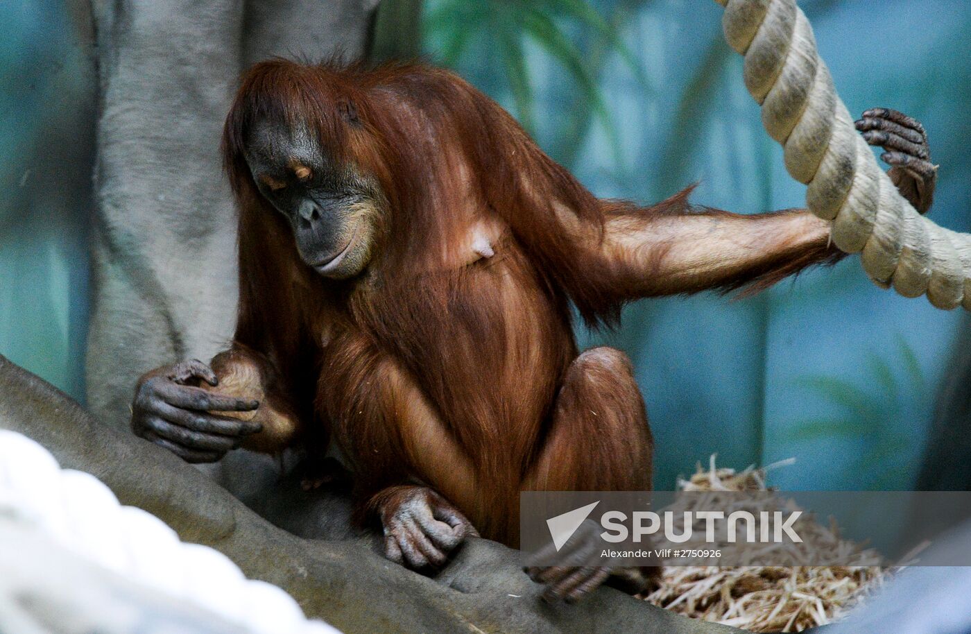 Monkeys in Moscow Zoo