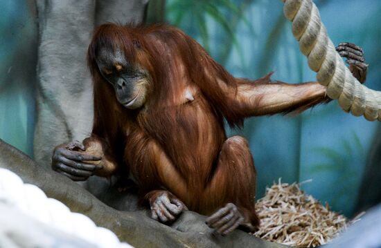 Monkeys in Moscow Zoo