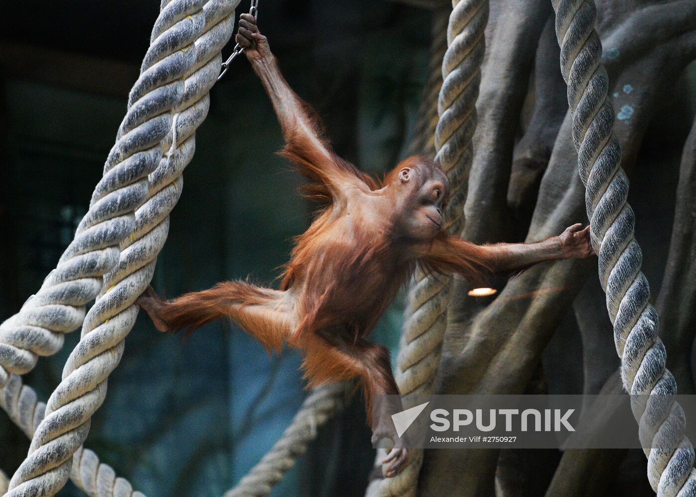 Monkeys in Moscow Zoo