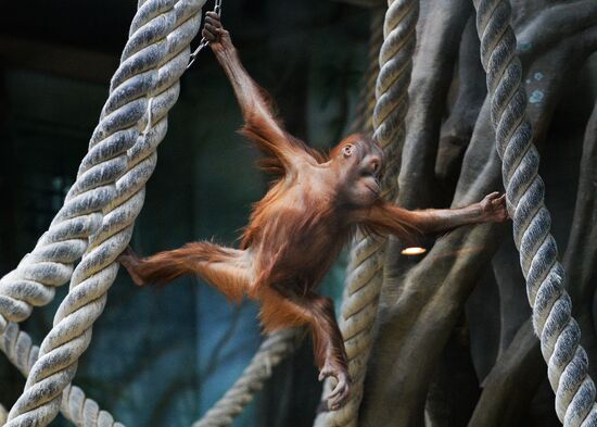 Monkeys in Moscow Zoo