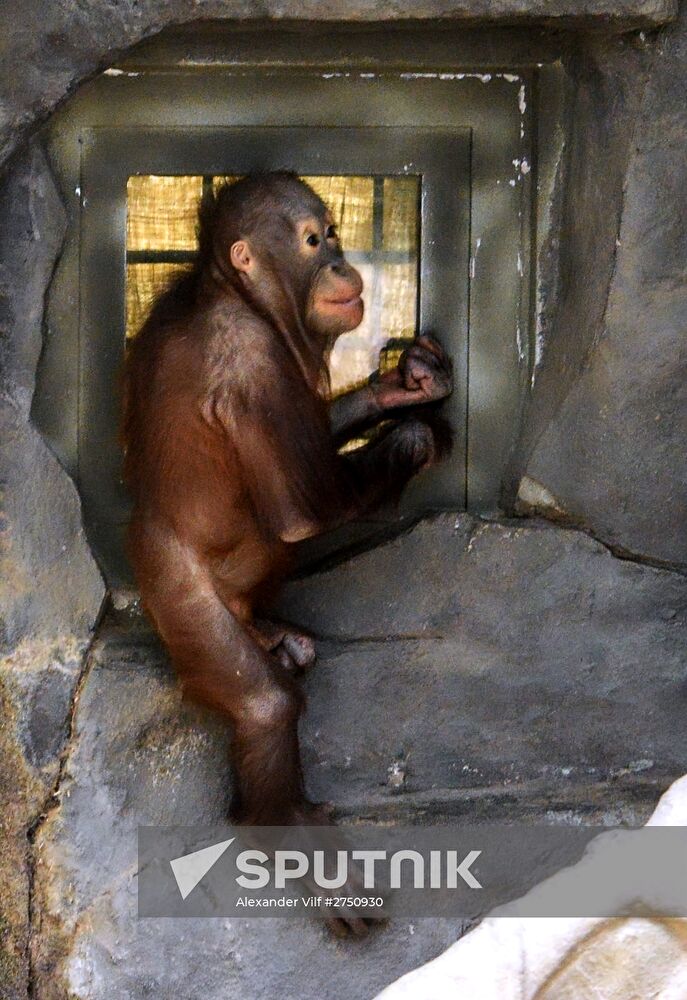 Monkeys in Moscow Zoo