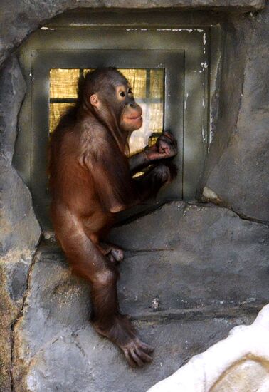 Monkeys in Moscow Zoo