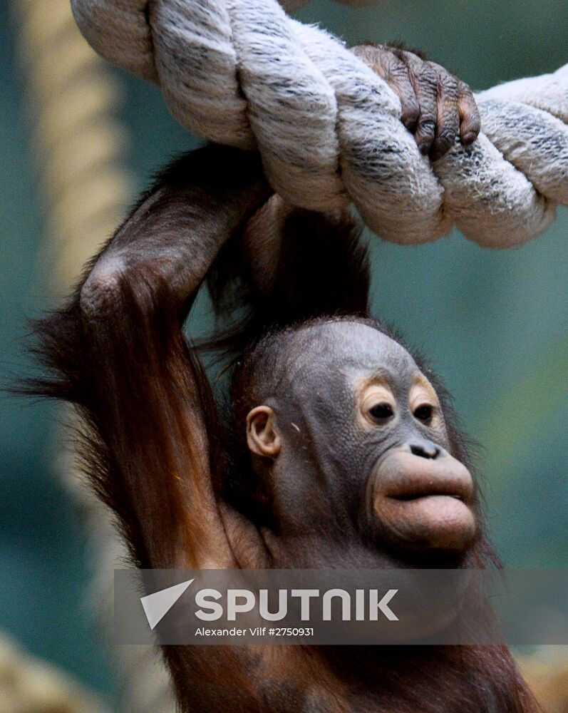 Monkeys in Moscow Zoo