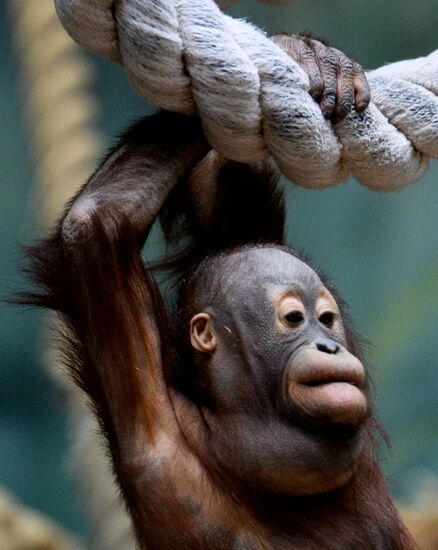 Monkeys in Moscow Zoo