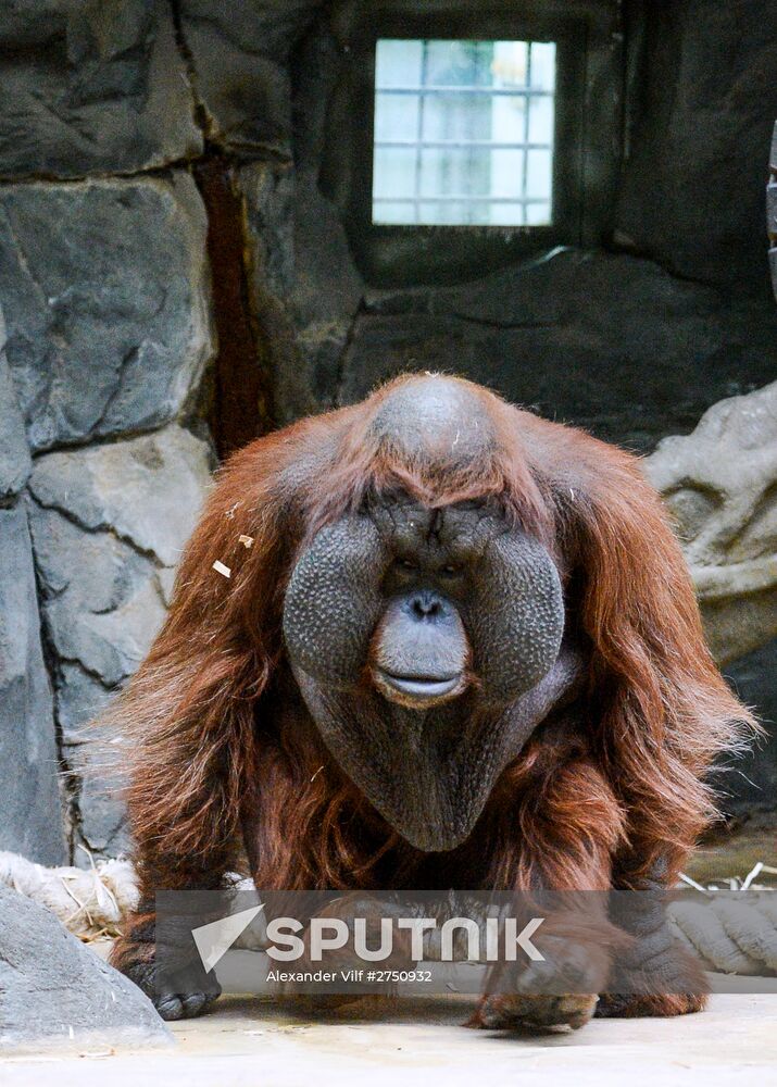 Monkeys in Moscow Zoo