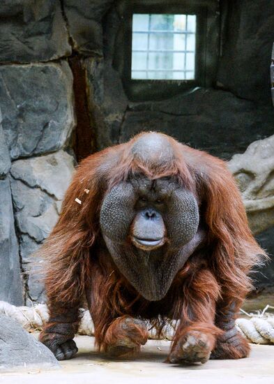 Monkeys in Moscow Zoo