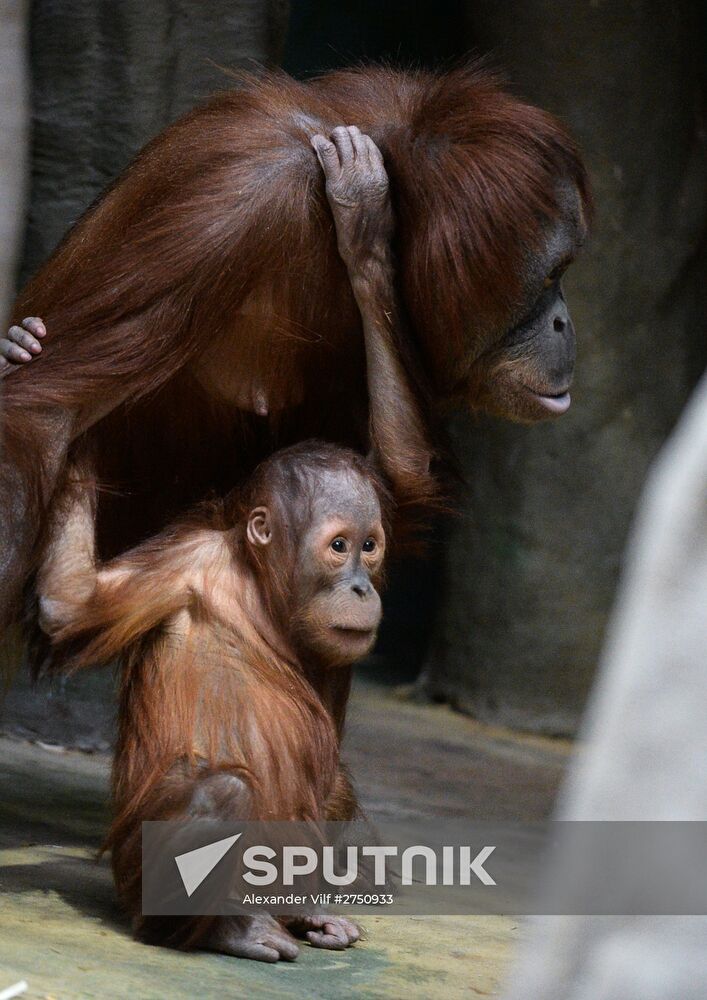 Monkeys in Moscow Zoo