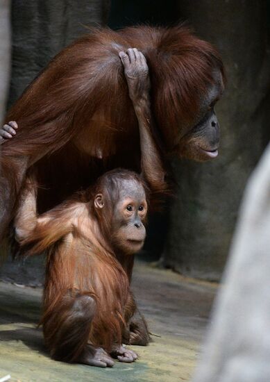 Monkeys in Moscow Zoo