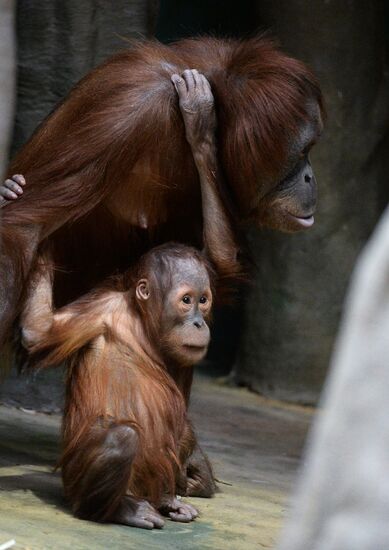 Monkeys in Moscow Zoo