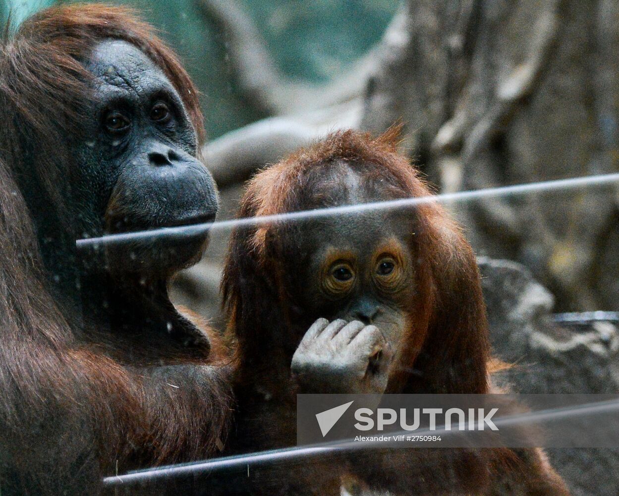 Monkeys in Moscow Zoo