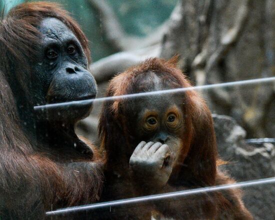 Monkeys in Moscow Zoo