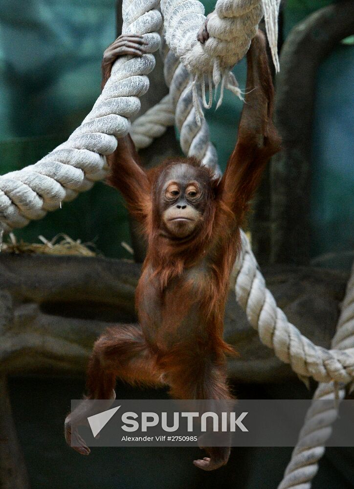Monkeys in Moscow Zoo