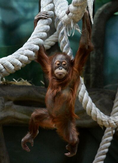 Monkeys in Moscow Zoo