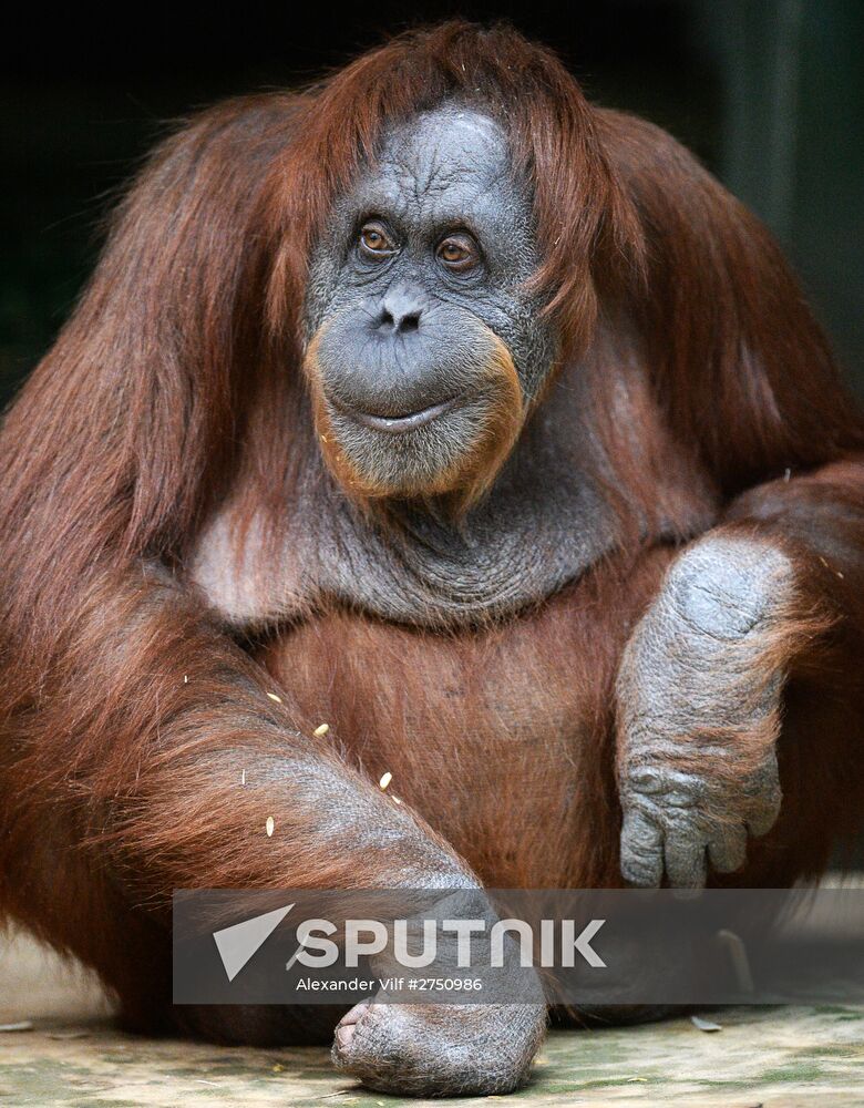 Monkeys in Moscow Zoo