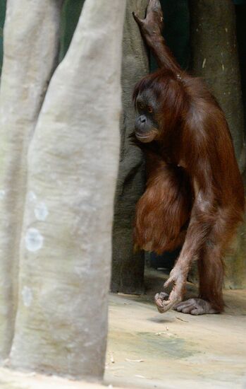 Monkeys in Moscow Zoo