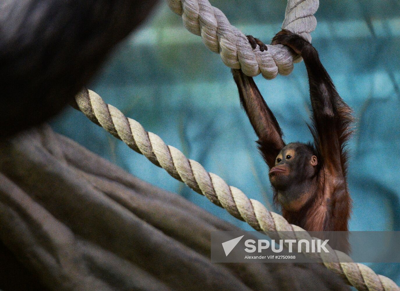 Monkeys in Moscow Zoo