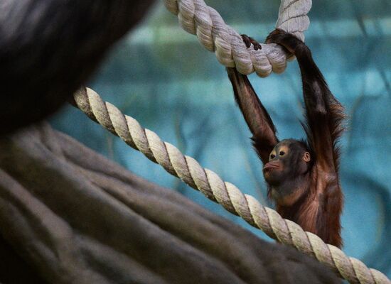 Monkeys in Moscow Zoo