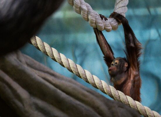 Monkeys in Moscow Zoo