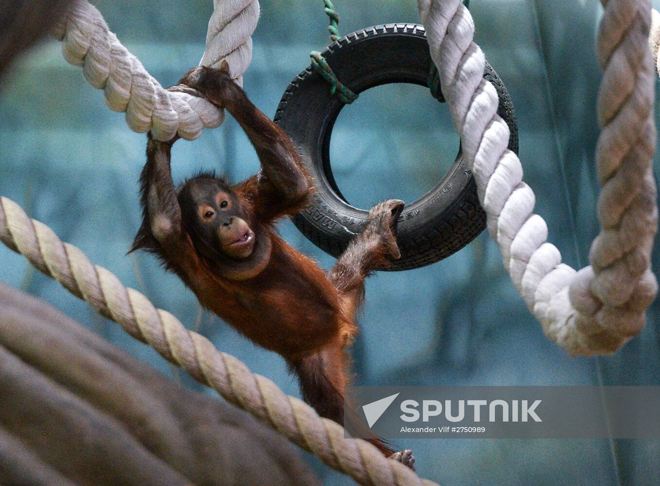 Monkeys in Moscow Zoo