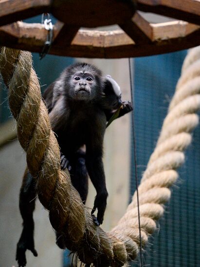Monkeys in Moscow Zoo