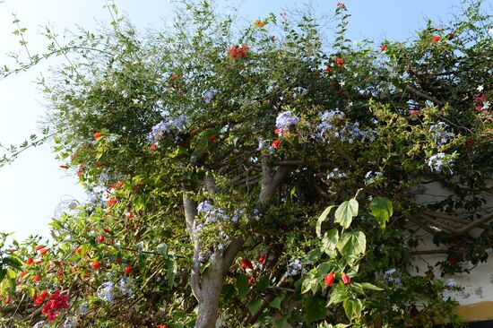 Cities of the world. Sidi Bou Said