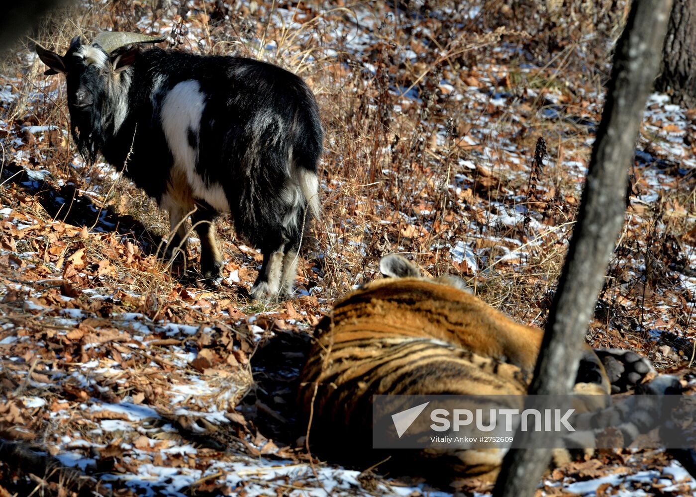 Friendship between goat Timur and tiger Amur