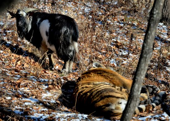Friendship between goat Timur and tiger Amur