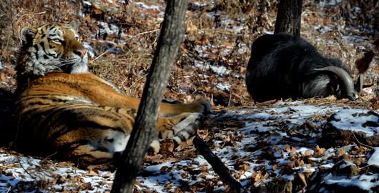 Friendship between goat Timur and tiger Amur
