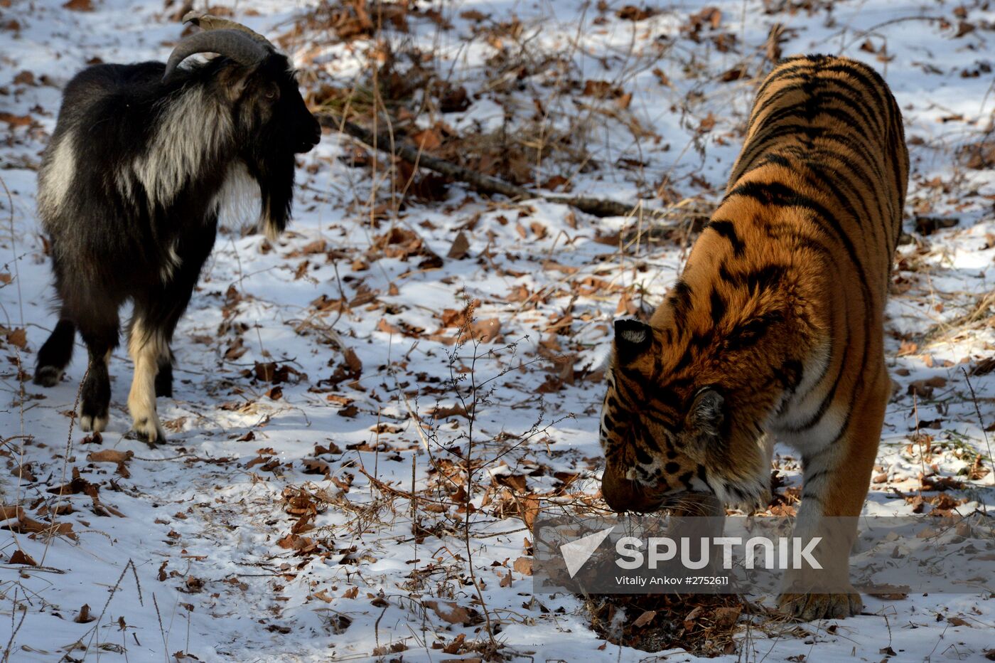 Friendship between goat Timur and tiger Amur