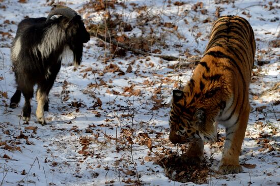 Friendship between goat Timur and tiger Amur