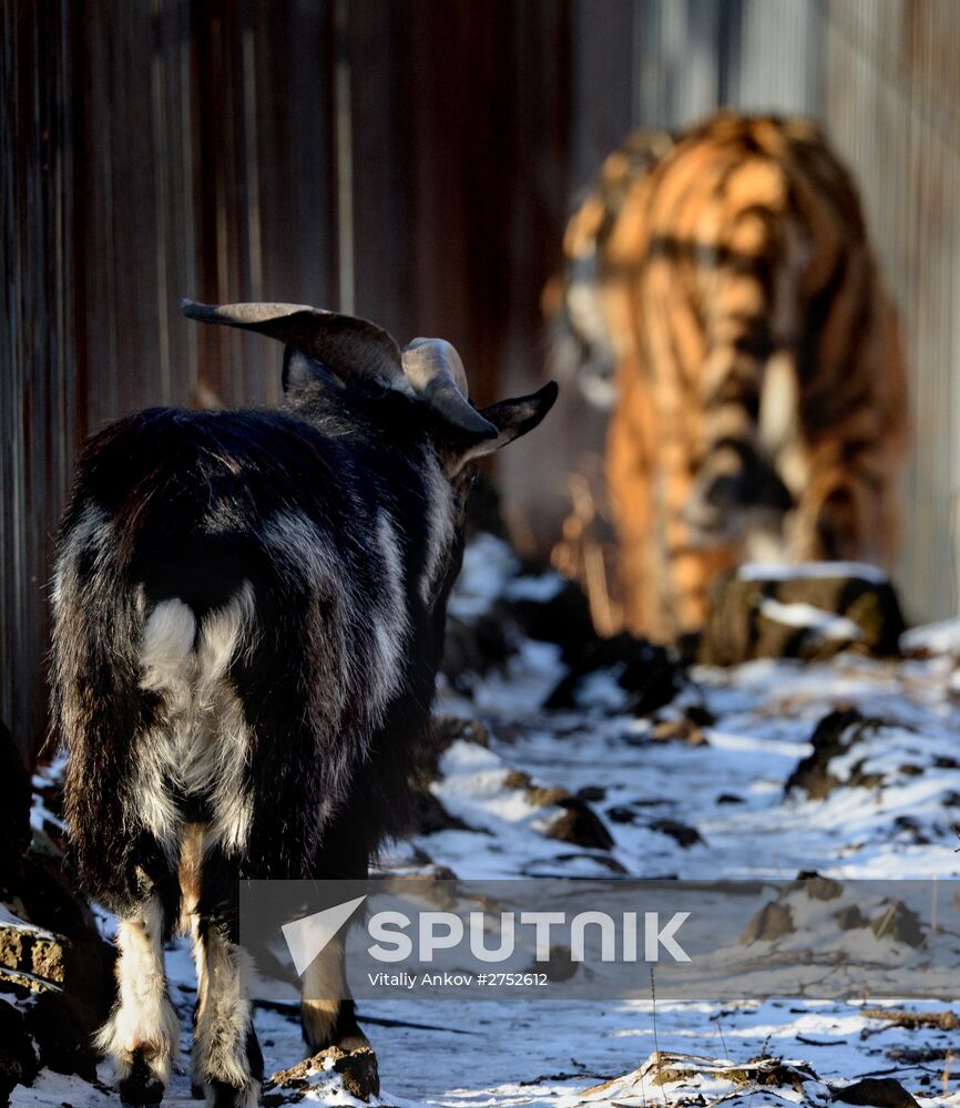 Friendship between goat Timur and tiger Amur