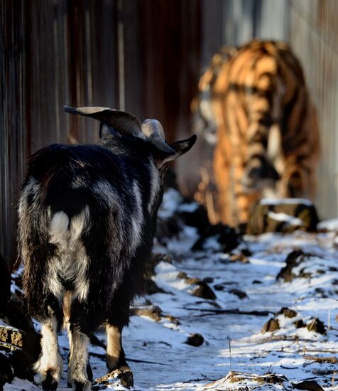 Friendship between goat Timur and tiger Amur