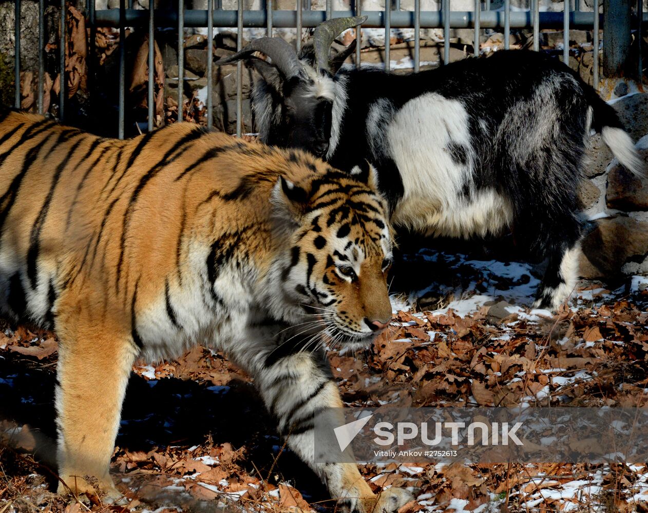 Friendship between goat Timur and tiger Amur