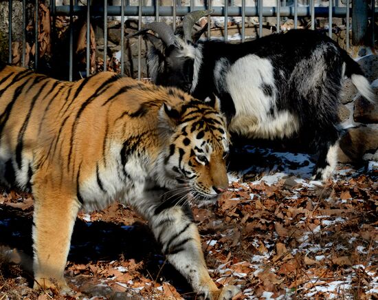 Friendship between goat Timur and tiger Amur