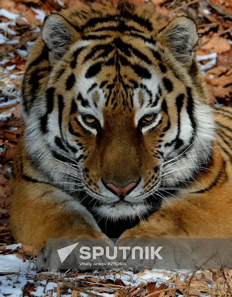 Friendship between goat Timur and tiger Amur