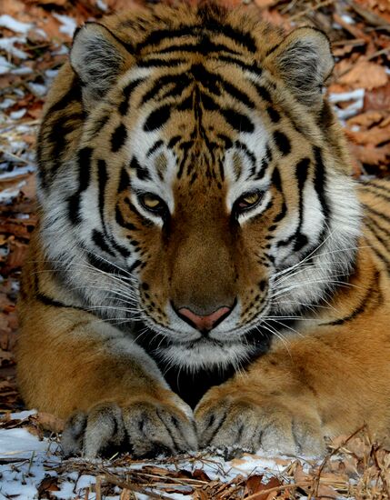 Friendship between goat Timur and tiger Amur