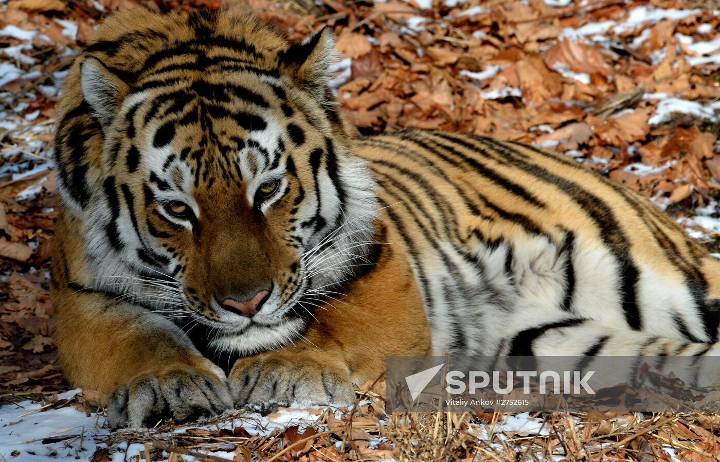 Friendship between goat Timur and tiger Amur