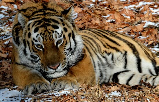 Friendship between goat Timur and tiger Amur