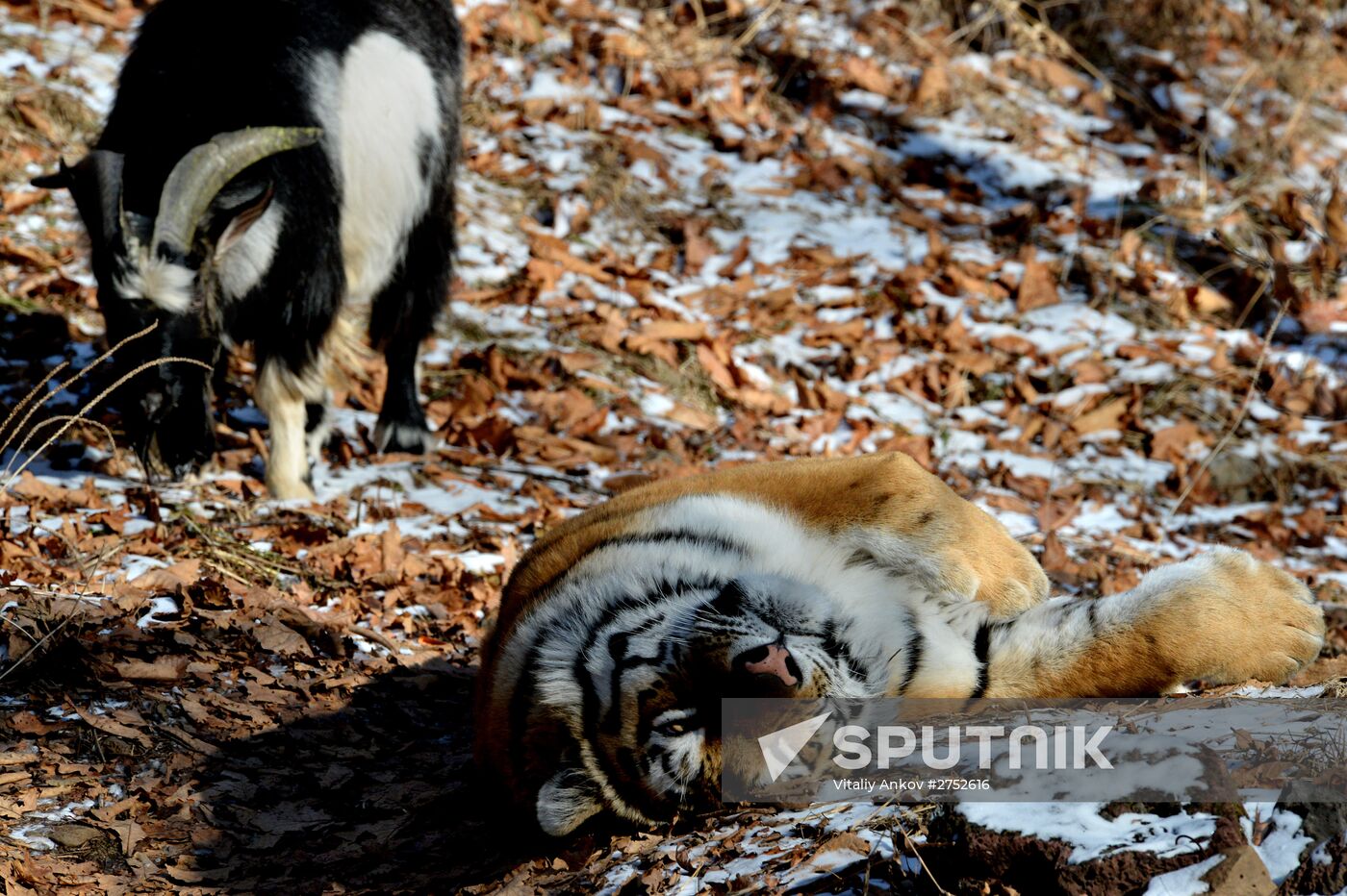 Friendship between goat Timur and tiger Amur