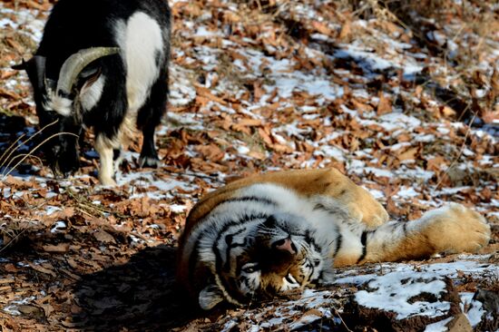 Friendship between goat Timur and tiger Amur