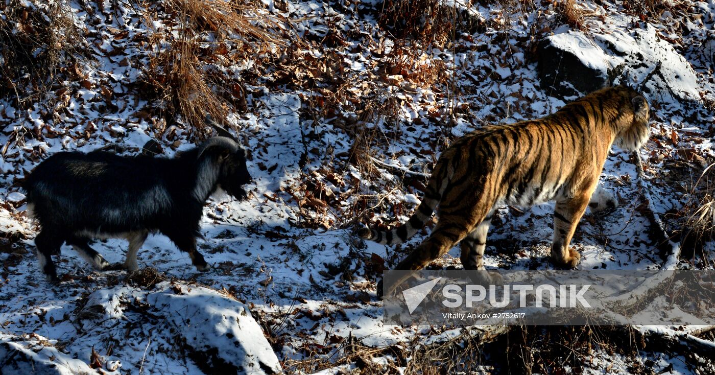 Friendship between goat Timur and tiger Amur