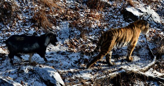 Friendship between goat Timur and tiger Amur