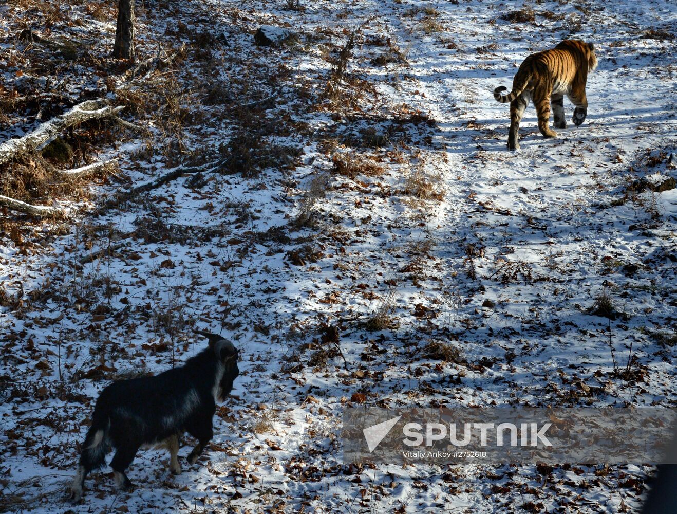Friendship between goat Timur and tiger Amur
